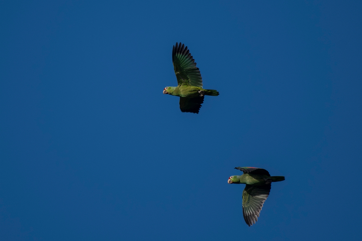 DPPhotography - Costa rica - Red-lored parrot - C.jpg - Red-lored parrot - Osa peninsula, Costa Rica
