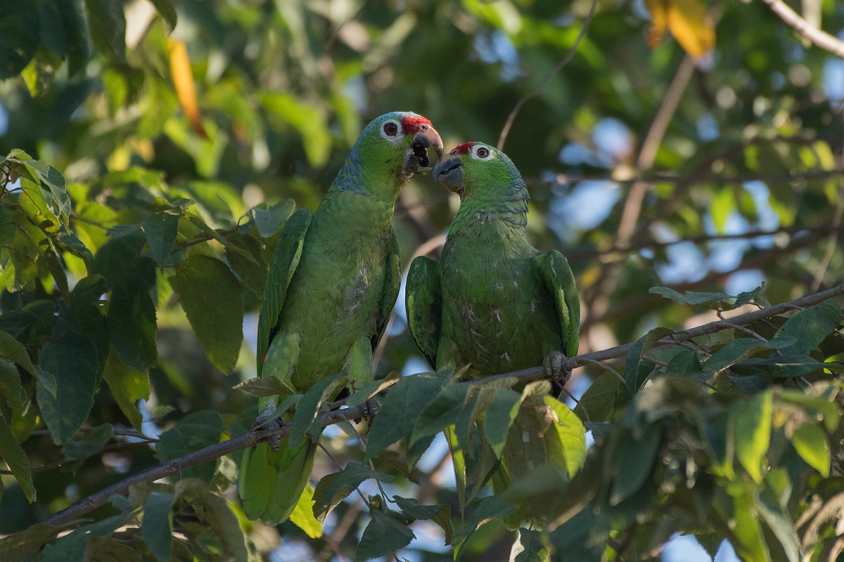DPPhotography - Costa rica - Red-lored parrot - H.jpg - Red-lored parrot - Osa peninsula, Costa Rica