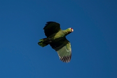 DPPhotography - Costa rica - Red-lored parrot - A