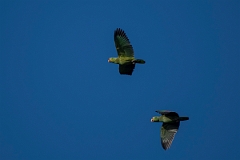 DPPhotography - Costa rica - Red-lored parrot - C