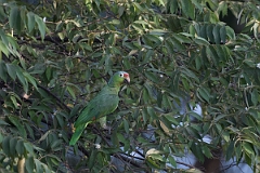 DPPhotography - Costa rica - Red-lored parrot - D