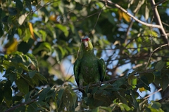 DPPhotography - Costa rica - Red-lored parrot - E
