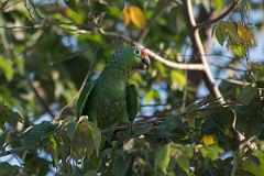 DPPhotography - Costa rica - Red-lored parrot - F