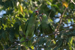 DPPhotography - Costa rica - Red-lored parrot - G