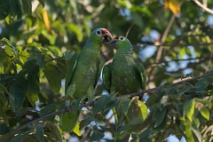 DPPhotography - Costa rica - Red-lored parrot - H