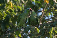 DPPhotography - Costa rica - Red-lored parrot - I