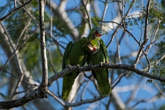 DPPhotography - Costa rica - Red-lored parrot - J