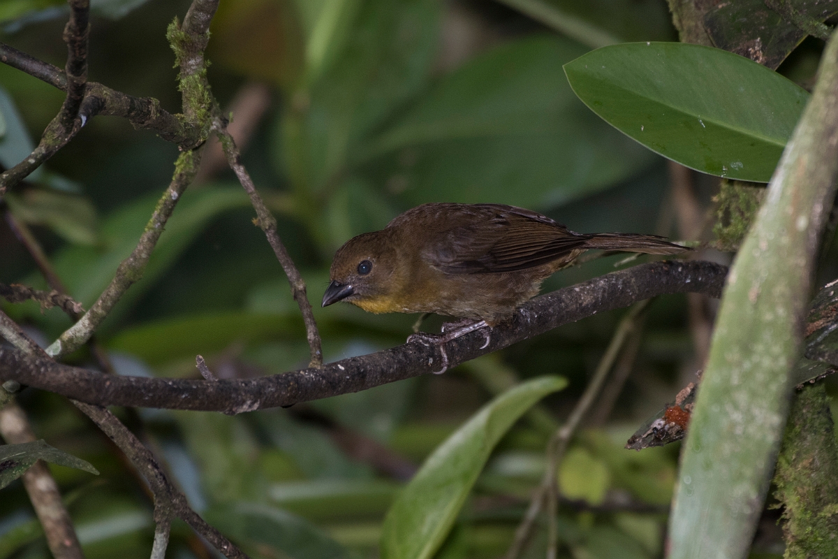 DPPhotography - Costa rica - Red-throated ant-tanager - D.jpg - Red-throated ant-tanager, female - La Qunita de Sarapiqui, Costa Rica