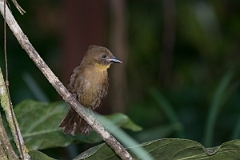 DPPhotography - Costa rica - Red-throated ant-tanager - A