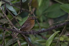 DPPhotography - Costa rica - Red-throated ant-tanager - B