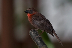 DPPhotography - Costa rica - Red-throated ant-tanager - C