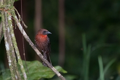DPPhotography - Costa rica - Red-throated ant-tanager - E