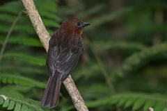DPPhotography - Costa rica - Red-throated ant-tanager - F