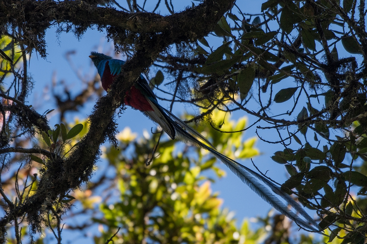 DPPhotography - Costa rica - Resplendent quetzel - B.jpg - Resplendent quetzel - San Gerardo de Dota, Costa Rica