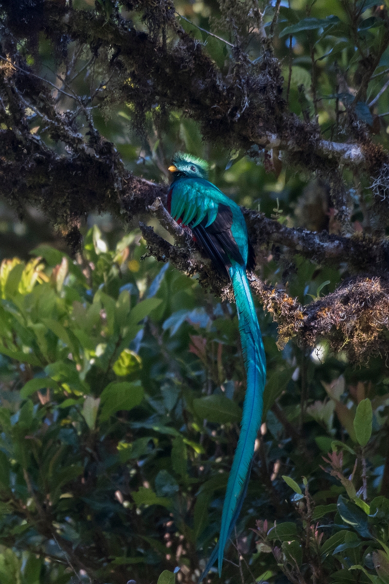 DPPhotography - Costa rica - Resplendent quetzel - E.jpg - Resplendent quetzel - San Gerardo de Dota, Costa Rica