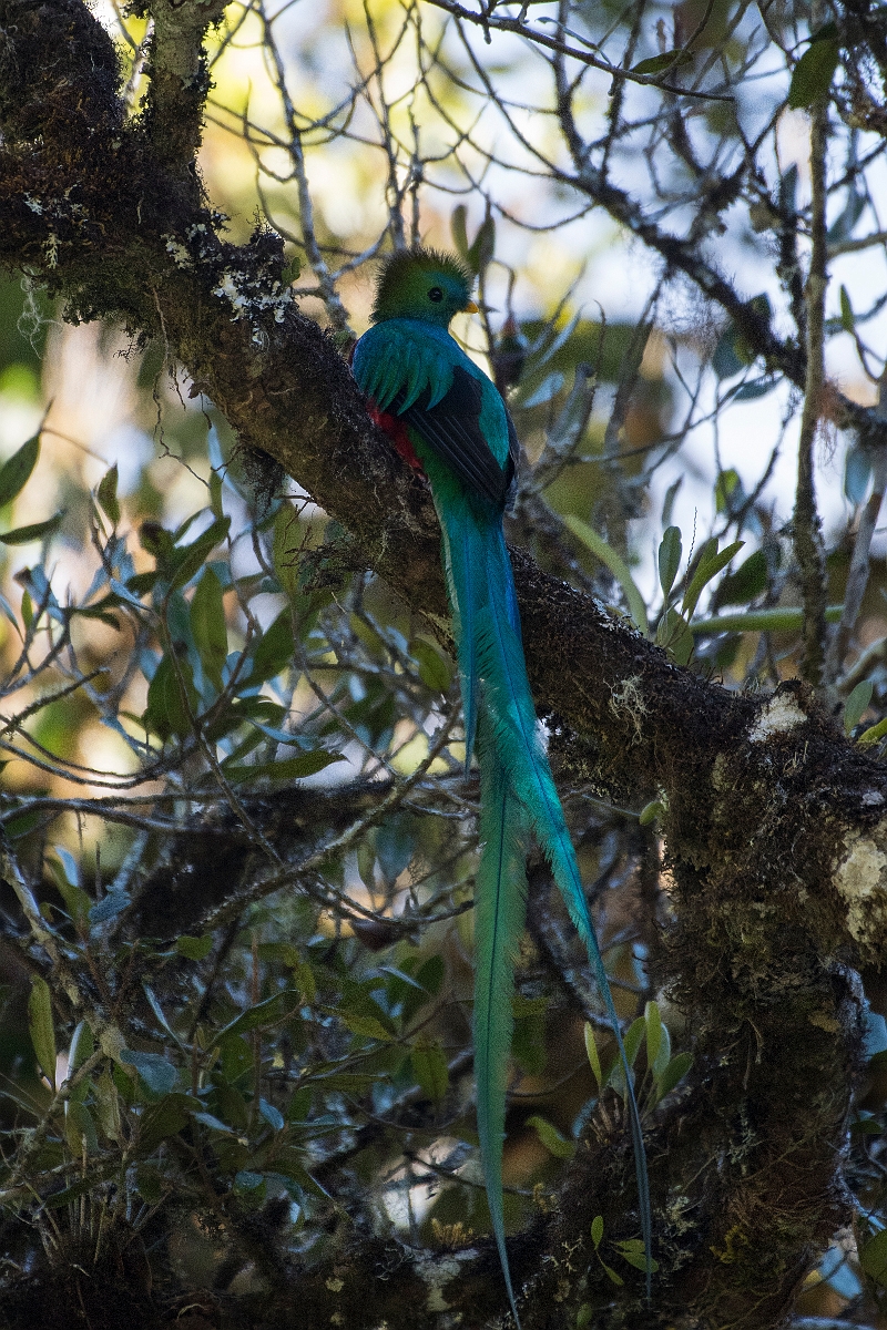 DPPhotography - Costa rica - Resplendent quetzel - I.jpg - Resplendent quetzel - San Gerardo de Dota, Costa Rica