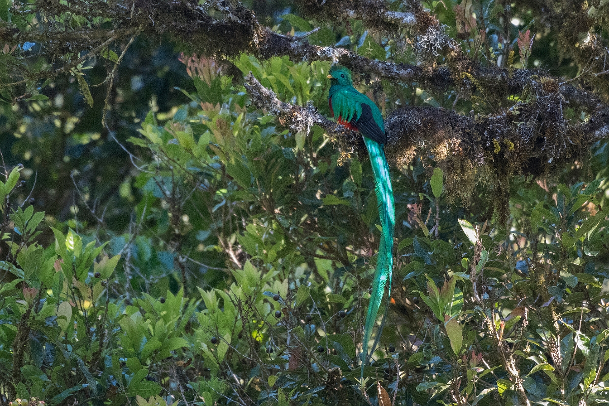 DPPhotography - Costa rica - Resplendent quetzel - N.jpg - Resplendent quetzel - San Gerardo de Dota, Costa Rica