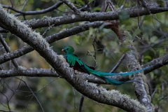 DPPhotography - Costa rica - Resplendent quetzel - A