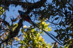 DPPhotography - Costa rica - Resplendent quetzel - B