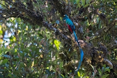 DPPhotography - Costa rica - Resplendent quetzel - C