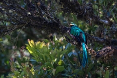 DPPhotography - Costa rica - Resplendent quetzel - D