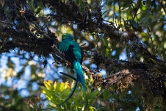 DPPhotography - Costa rica - Resplendent quetzel - F