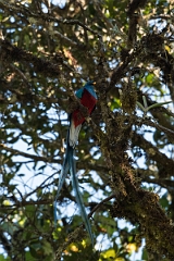 DPPhotography - Costa rica - Resplendent quetzel - G