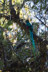 DPPhotography - Costa rica - Resplendent quetzel - H