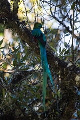 DPPhotography - Costa rica - Resplendent quetzel - I