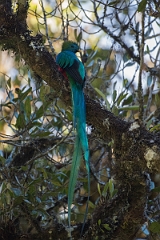 DPPhotography - Costa rica - Resplendent quetzel - J