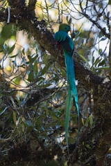 DPPhotography - Costa rica - Resplendent quetzel - K
