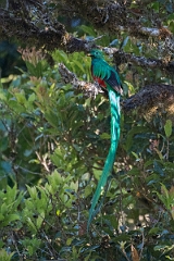 DPPhotography - Costa rica - Resplendent quetzel - L