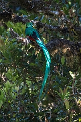 DPPhotography - Costa rica - Resplendent quetzel - M