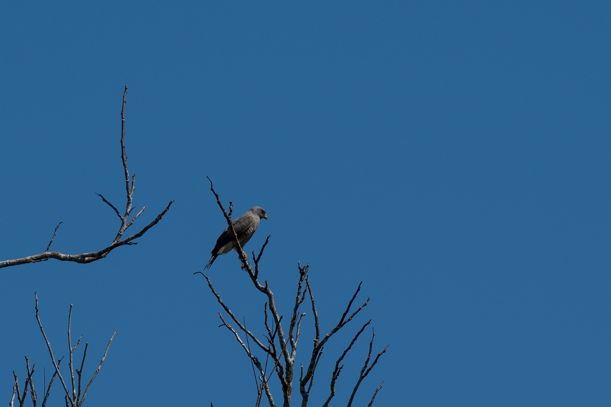 DPPhotography - Costa rica - Roadside hawk - A.jpg - Roadside hawk - Tortuguero, Costa Rica