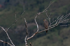 DPPhotography - Costa rica - Roadside hawk - C