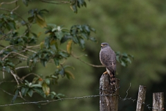 DPPhotography - Costa rica - Roadside hawk - D