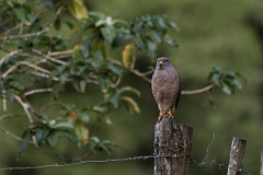 DPPhotography - Costa rica - Roadside hawk - E