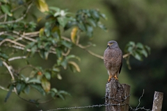 DPPhotography - Costa rica - Roadside hawk - F