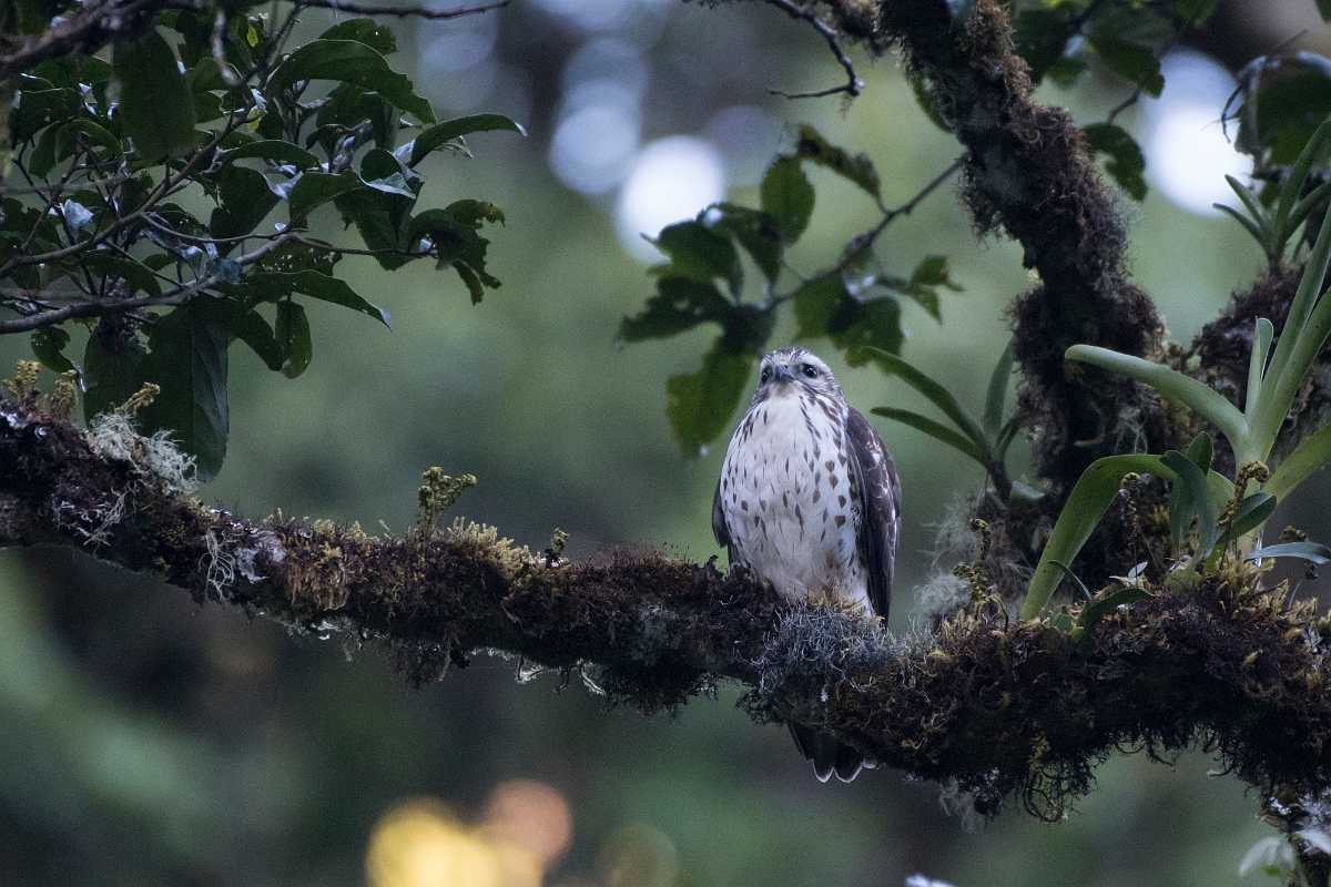 DPPhotography - Costa rica - Rough-winged hawk - A.jpg - Rough-winged hawk - San Gerardo de Dota, Costa Rica
