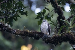 DPPhotography - Costa rica - Rough-winged hawk - A