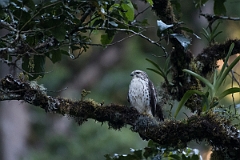 DPPhotography - Costa rica - Rough-winged hawk - B