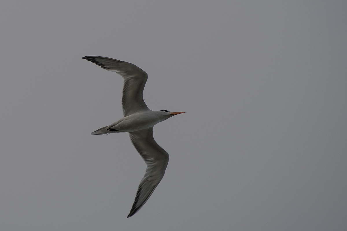 DPPhotography - Costa rica - Royal tern - B.jpg - Royal tern - Tortuguero, Costa Rica