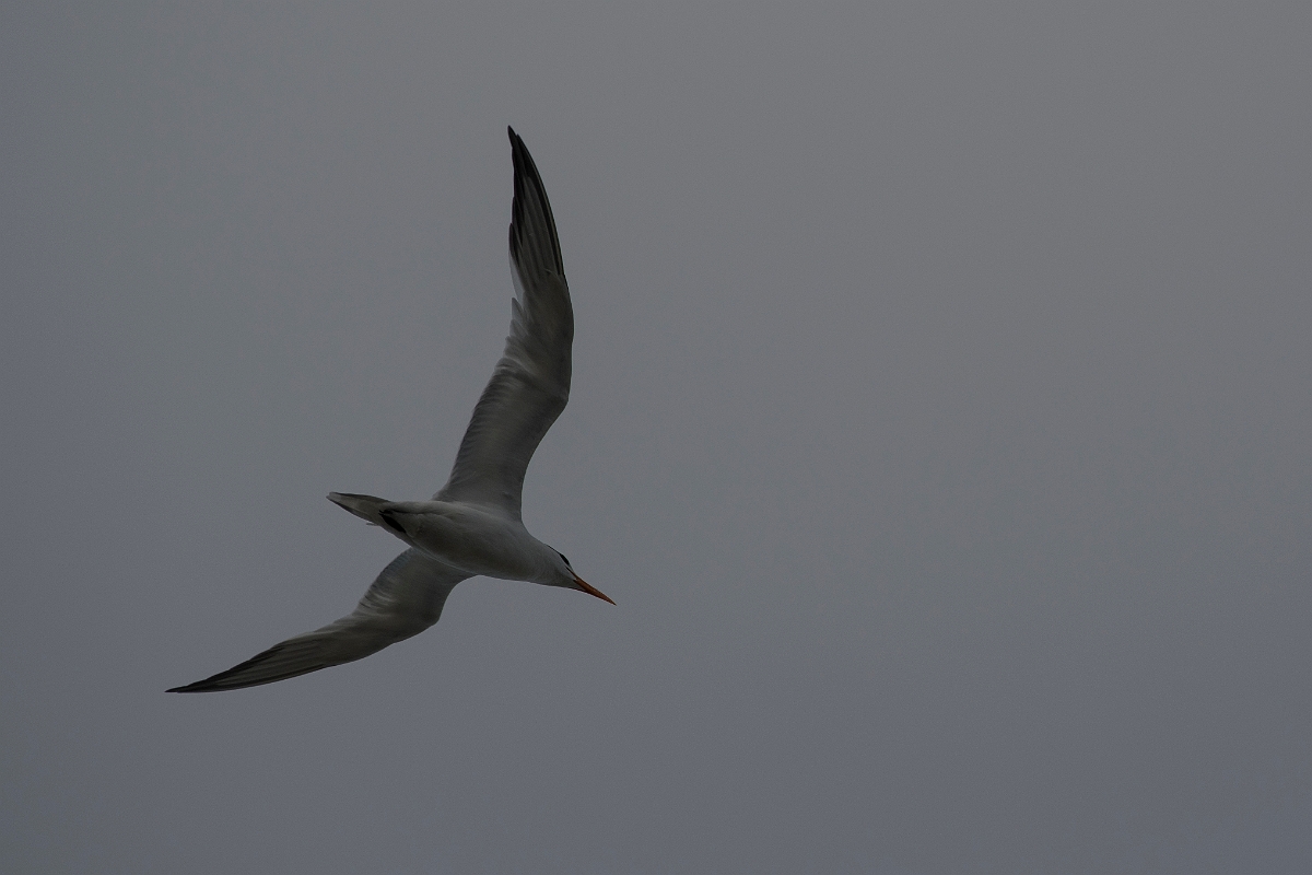 DPPhotography - Costa rica - Royal tern - C.jpg - Royal tern - Tortuguero, Costa Rica