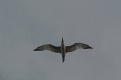 DPPhotography - Costa rica - Royal tern - A
