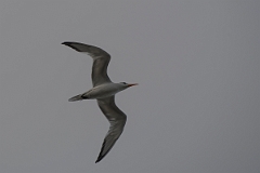 DPPhotography - Costa rica - Royal tern - B