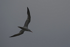 DPPhotography - Costa rica - Royal tern - C