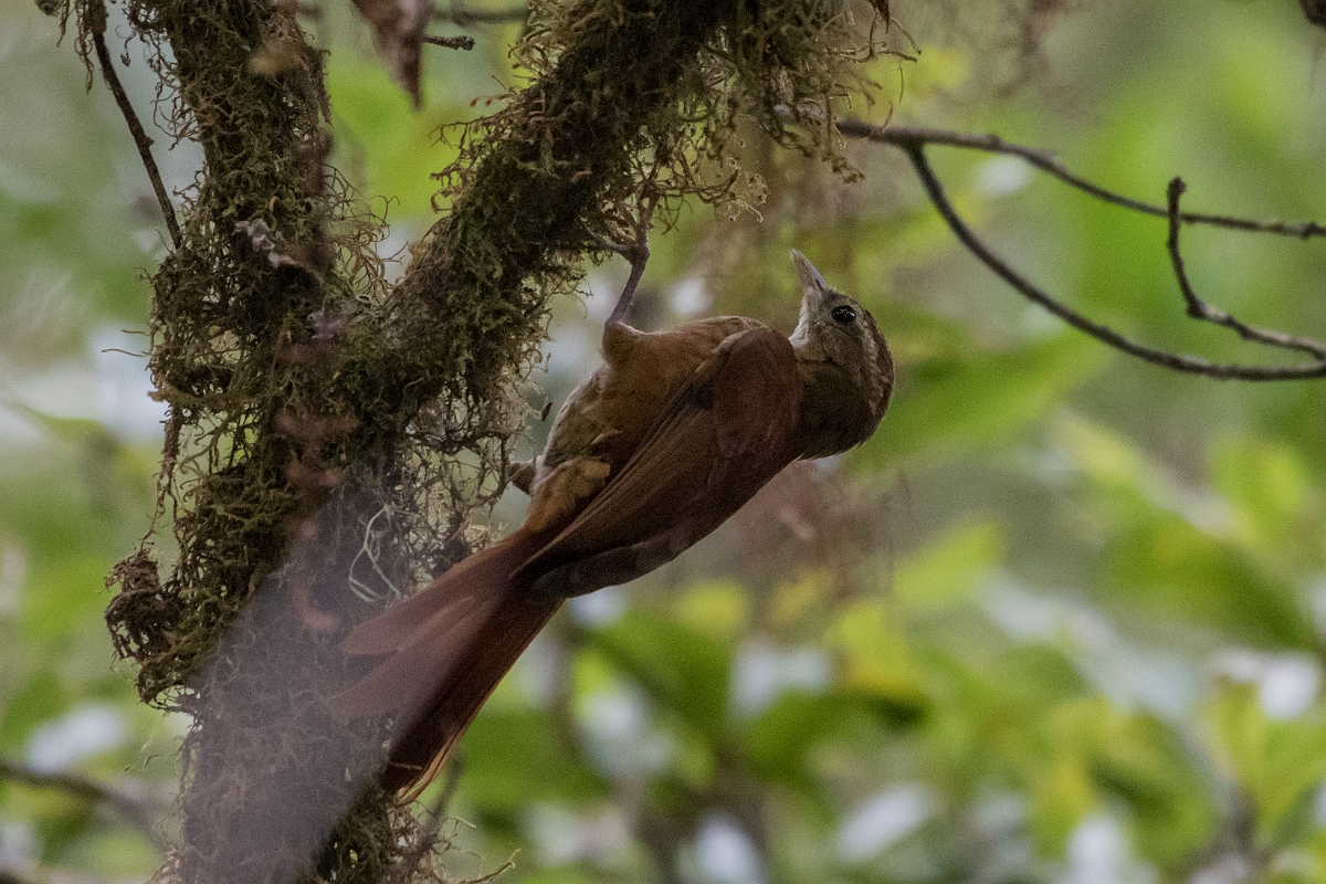 DPPhotography - Costa rica - Ruddy treerunner - A.jpg - Ruddy treerunner - San Gerardo de Dota, Costa Rica