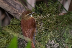 DPPhotography - Costa rica - Ruddy treerunner - B