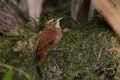 DPPhotography - Costa rica - Ruddy treerunner - C