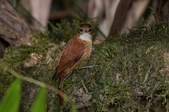 DPPhotography - Costa rica - Ruddy treerunner - D